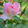 Pink rose After Rain 2