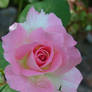 Pink Rose After Rain 4