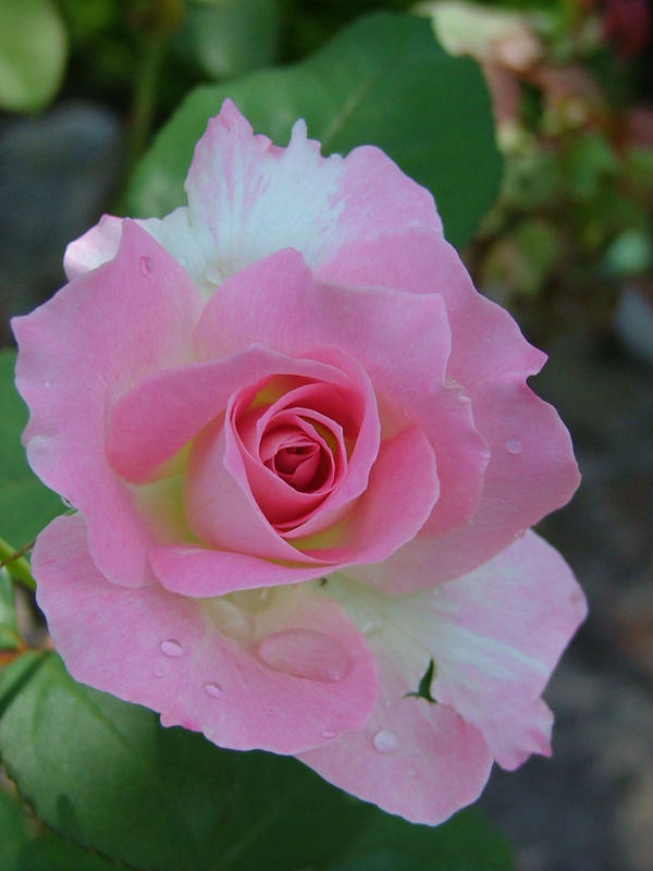 Pink Rose After Rain 4