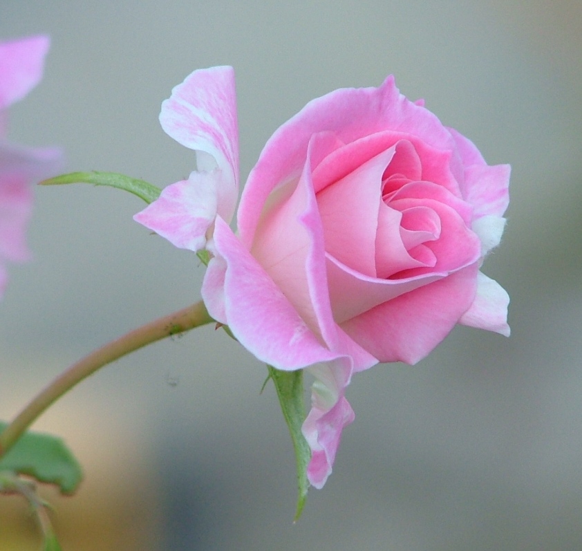 New Rose By Astrals Stock On Deviantart