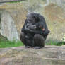 Chimps hugging