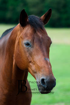 Triple R Stables - Horse Head 1