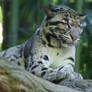 Clouded Leopard