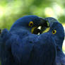 Hyacinth Macaw Love