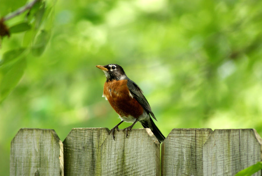 Red Robin Rocking rockin robin by MicWits101 on DeviantArt