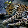 Sleeping Ocelot