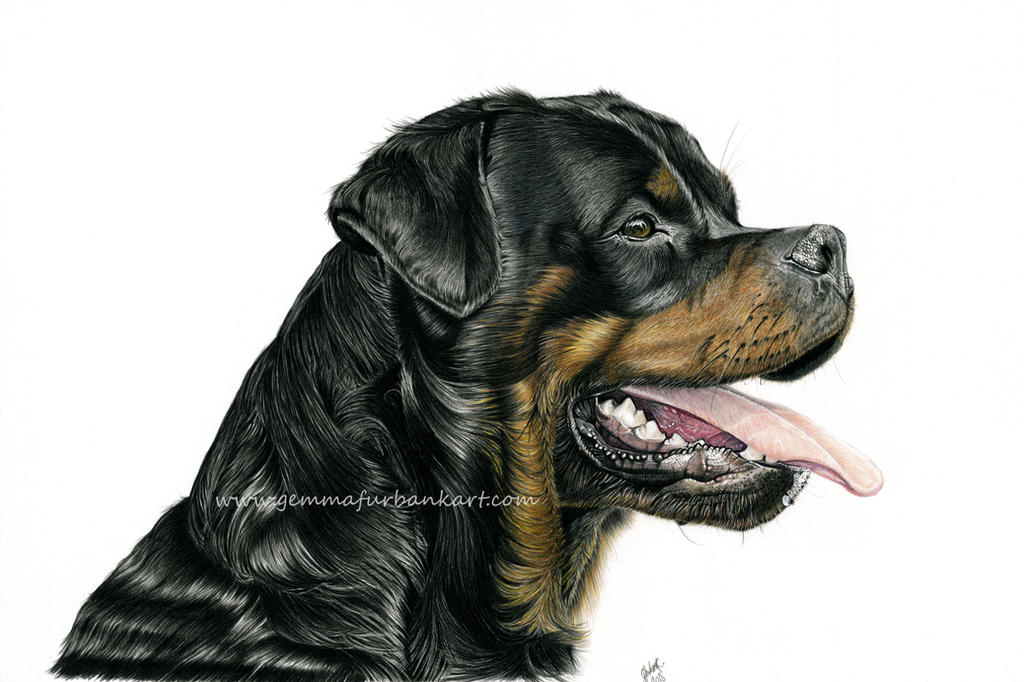 Rottweiler - Dog Portrait - Pet Portrait