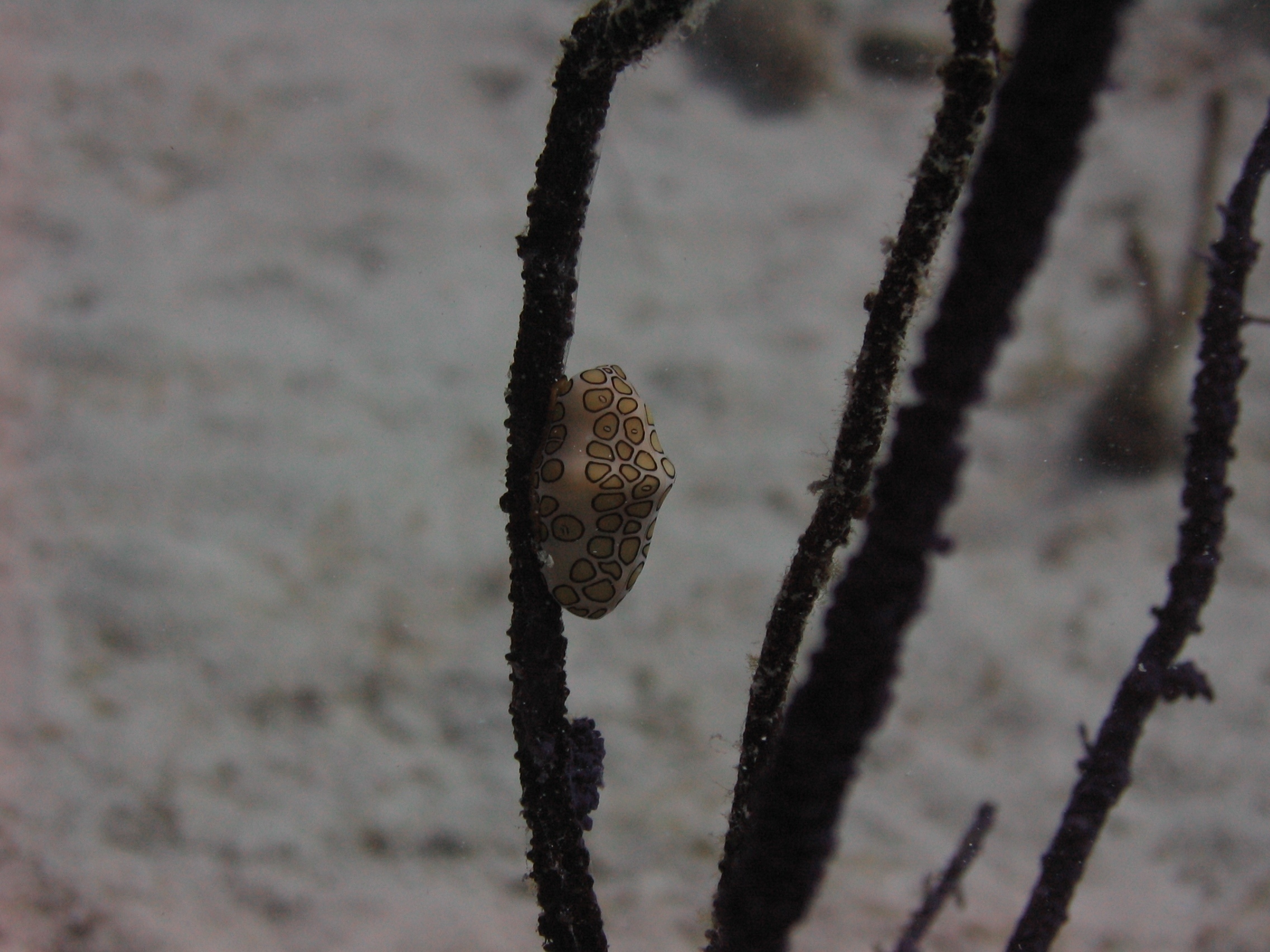 Flamingo tongue