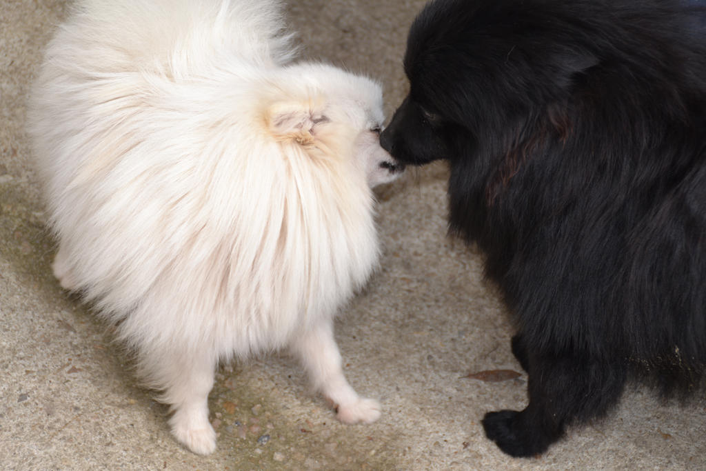 Black German Spitz 3 With Japanese Spitz By Iacere On Deviantart