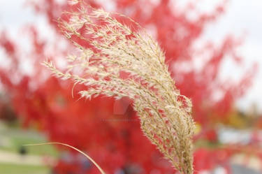 swaying in the breeze