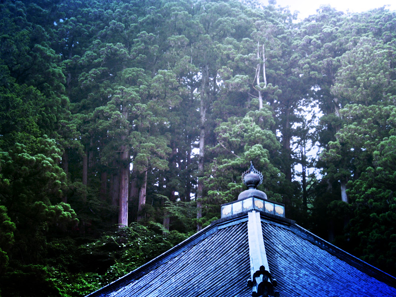 Nikko - trees behind a temple