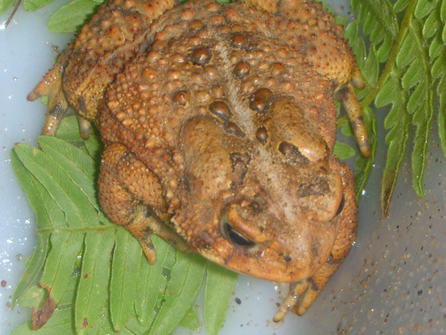 Nice. Big. Toad. by Camelfox01 on DeviantArt