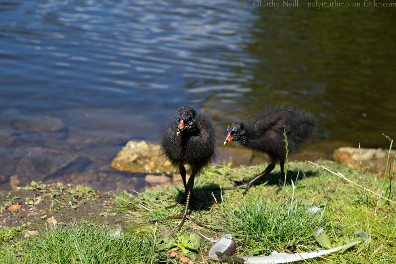 Moor cuteness