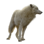 Precut Wolf PNG stock ressource