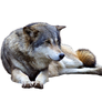 Precut Wolf 2 PNG stock ressource