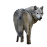 Precut Wolf 3 PNG stock ressource
