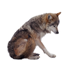 Precut Wolf 4 PNG stock ressource