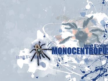 M. balfouri background