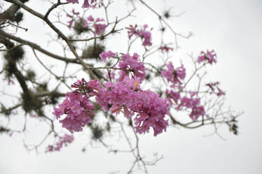 Tree Flower