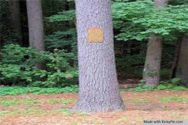 Bread-stapled-to-a-pale-tree