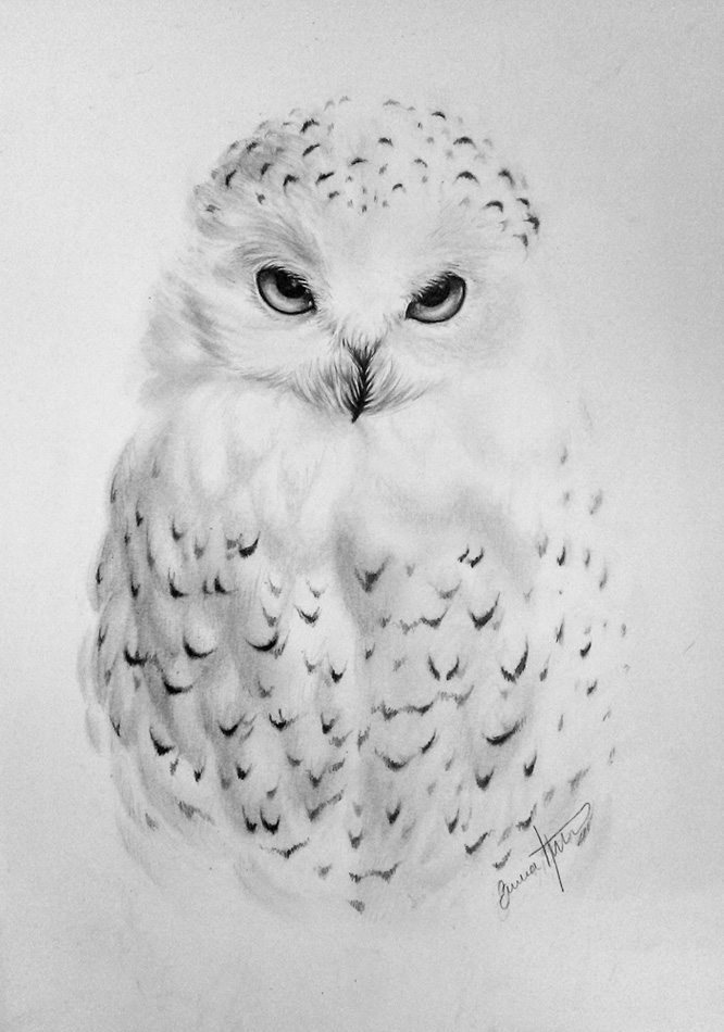 Snowy owl