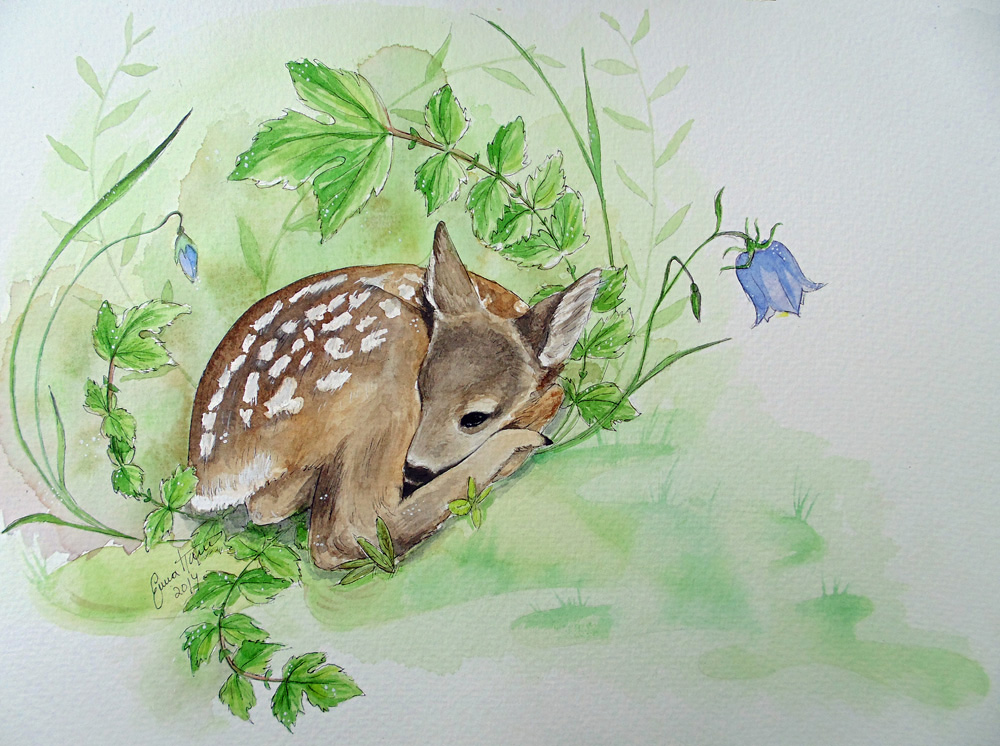 Roe deer fawn