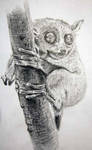 Tarsier by akari-hino