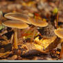 HDR Mushroom Stock 04