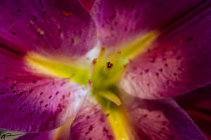 Macro Flower 007