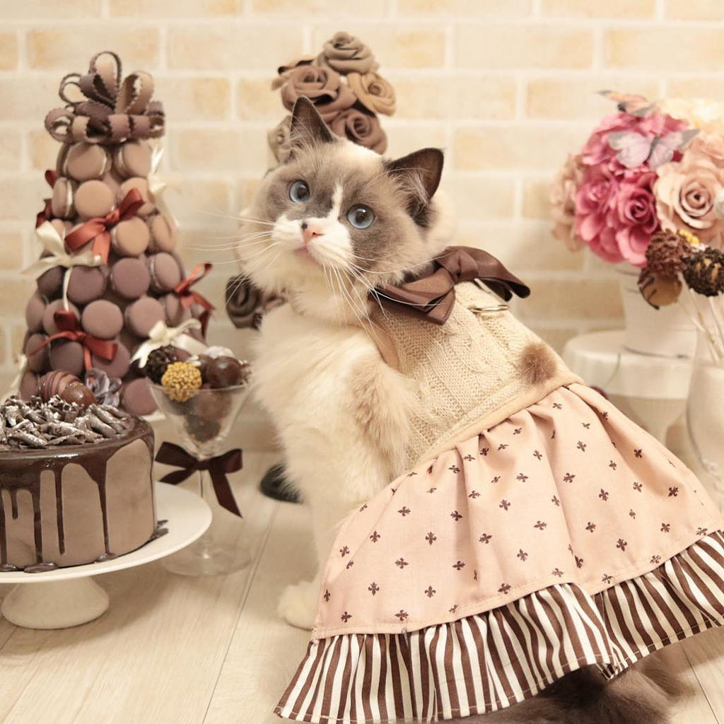 Choco Cat by nachumaro on DeviantArt