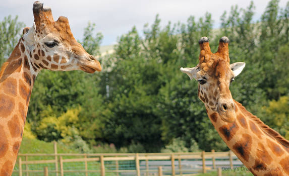 Two Giraffes Together.