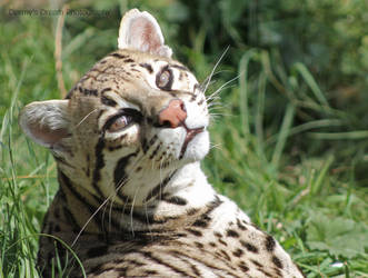 Ocelot