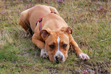 Laying In The Grass