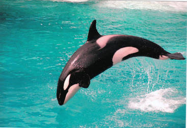 Shamu Picture 1