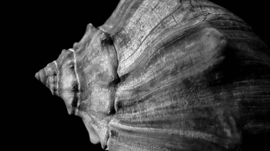 Shell Study 2 by juliasarah on DeviantArt