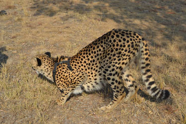 Cheetah crouch 03