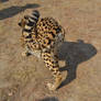 Cheetah crouch