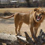 Lion roar Check out those teeth!