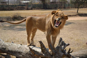 Lion roar Check out those teeth! by RecreateStock