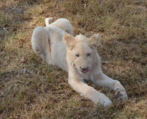 White lion cub 01