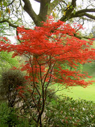 The Red Tree