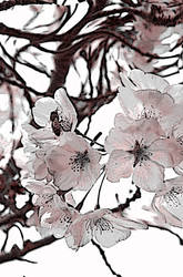 blossoming blossoms2