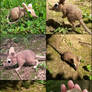 Needle Felted Elephant Shrew