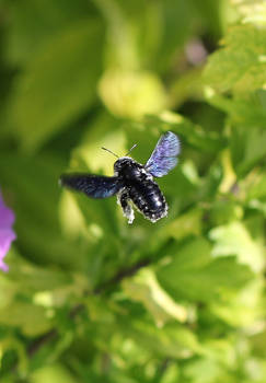 Schwarzblaue Holzbiene