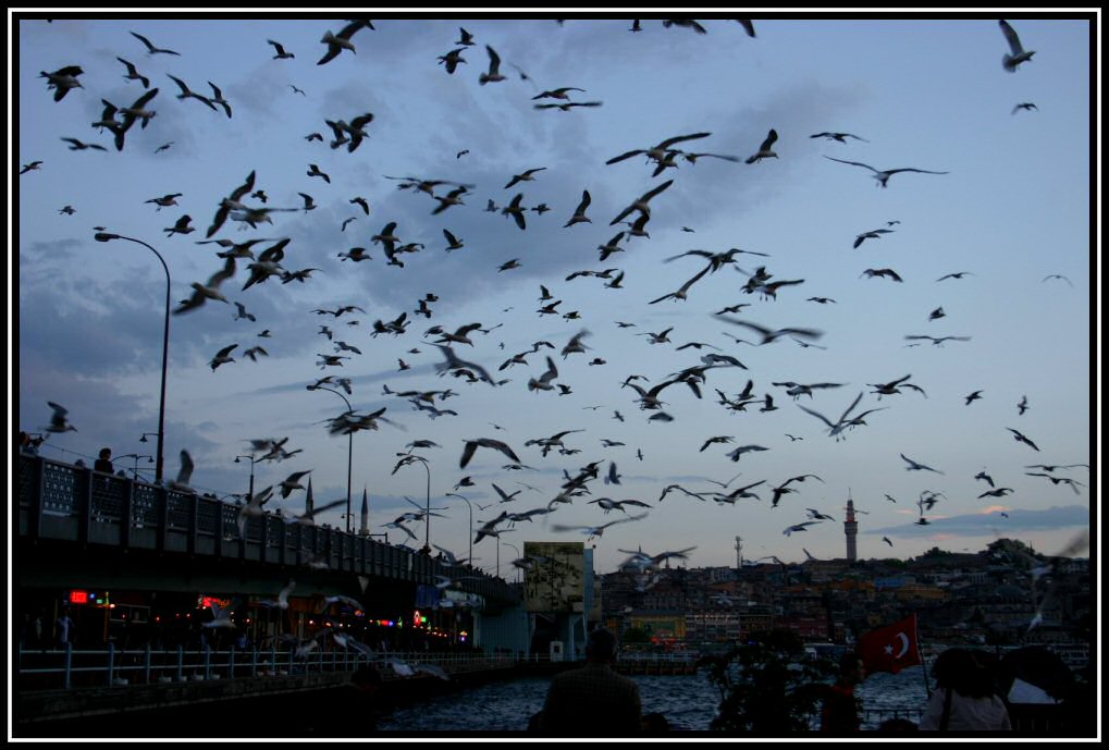 birds of dusk