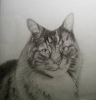 Sketch of a cat