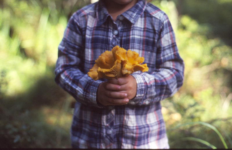 chanterelles