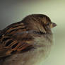 .:Sparrow:.