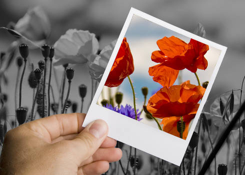 Flower Polaroid