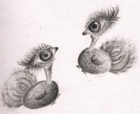 The Eye Birds
